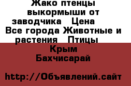 Жако птенцы выкормыши от заводчика › Цена ­ 1 - Все города Животные и растения » Птицы   . Крым,Бахчисарай